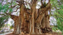 El árbol con el tronco más ancho del mundo: más de 40 metros en el corazón de América Latina El árbol con el tronco más ancho del mundo: más de 40 metros en el corazón de América Latina