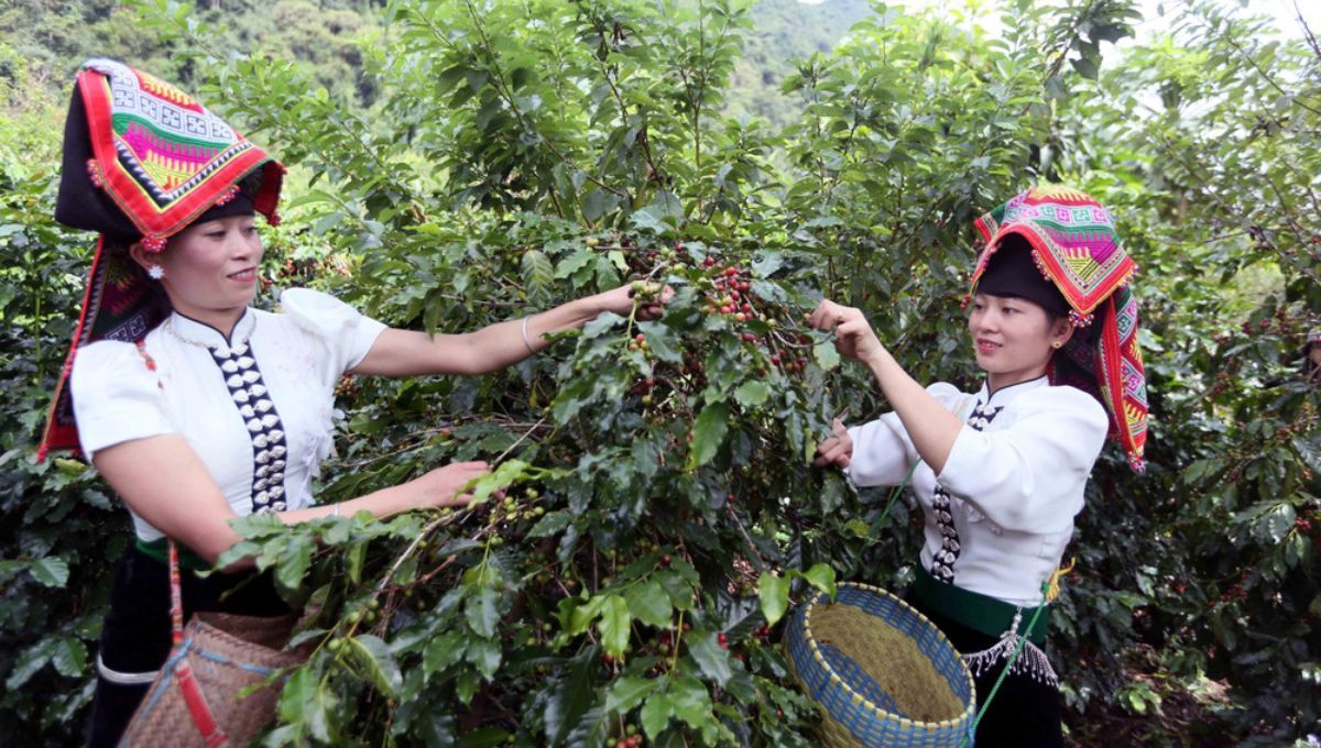 El país de América del Sur que es el mayor exportador  de café del mundo sucumbe a los granos de una nación de Asia