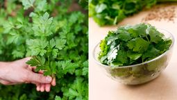 Diferencias clave entre cilantro y perejil. Diferencias clave entre cilantro y perejil.
