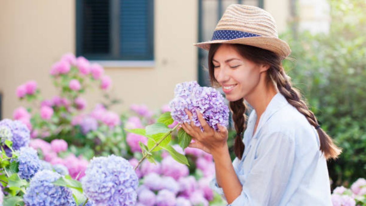 Los 5 malos hábitos que comete cualquier principiante en el cuidado de las hortensias