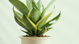 Por qué tener lengua de suegra en casa: el poderoso beneficio del Feng Shui