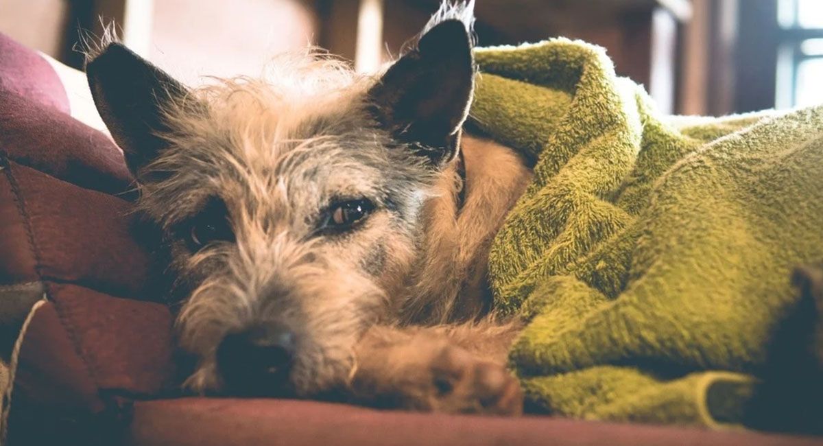 La pregunta del millón: dónde deben dormir los perros los días de frío