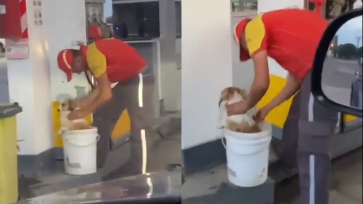 Un hombre se volvió viral en Twitter tras un gran gesto con los perros del lugar