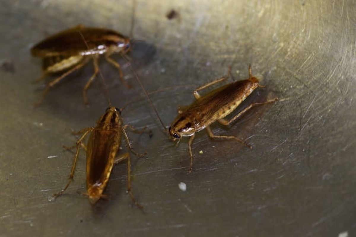 Estos son los lugares donde las cucarachas hacen sus nidos. Estos son los lugares donde las cucarachas hacen sus nidos.