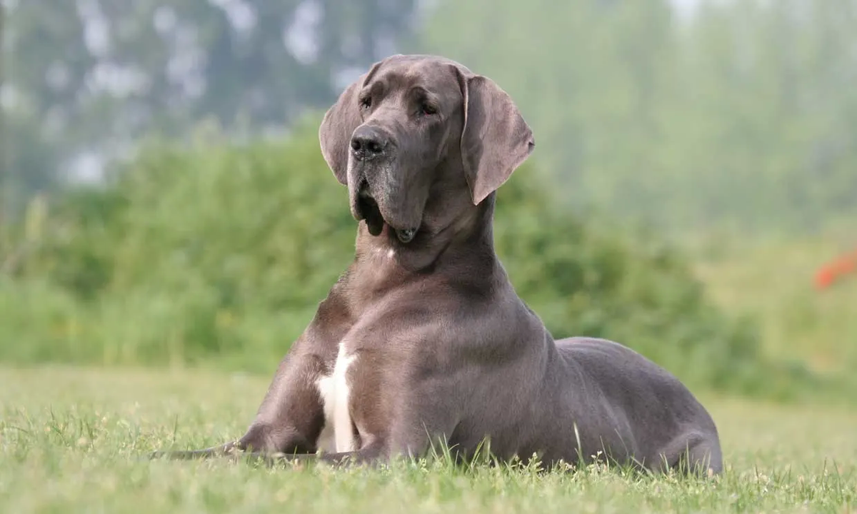 Los perros Gran Danés son conocidos como los gigantes dulces. Los perros Gran Danés son conocidos como los gigantes dulces. 