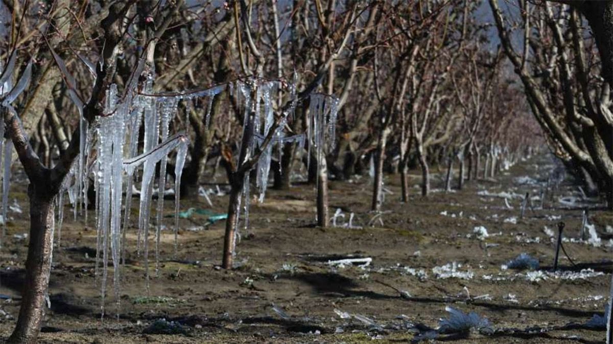 Piden declarar la emergencia agropecuaria para Mendoza