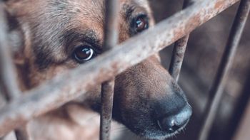 Multas millonarias y hasta 60 días de cárcel: buscan frenar el maltrato animal en Mendoza