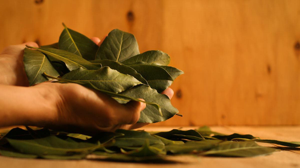 Qué significa regalar hojas de laurel en Navidad
