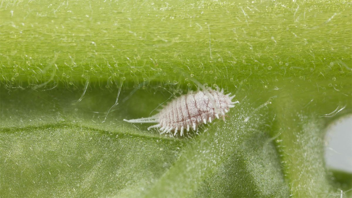 Las plantas pueden verse afectadas por todo tipo de plagas