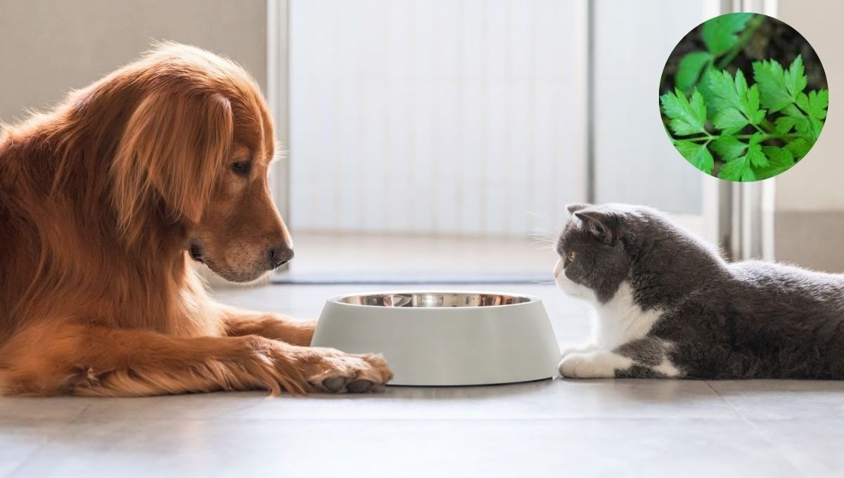 El perejil puede ser beneficioso en el alimento de tu mascota.  El perejil puede ser beneficioso en el alimento de tu mascota.