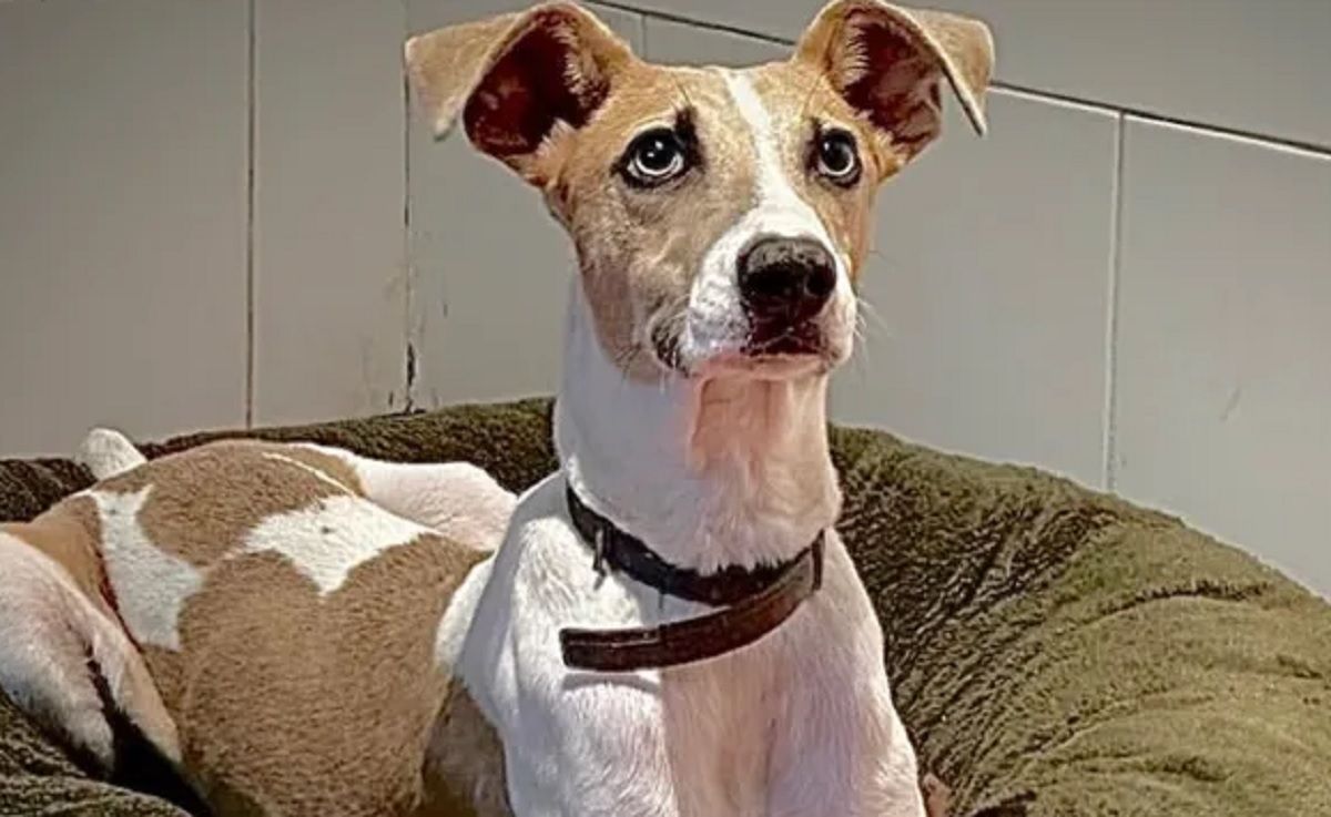 Gran Hermano: la triste y dura historia de Arturo, el perro que ingresó a la casa.