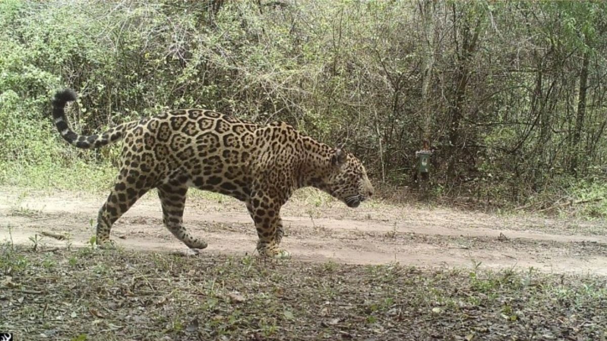 Jaguar encontrado en un área de bosque conservada en una finca ganadera. (Foto: Proyecto Yaguareté, CeIBA/Conicet) Jaguar encontrado en un área de bosque conservada en una finca ganadera. (Foto: Proyecto Yaguareté, CeIBA/Conicet)