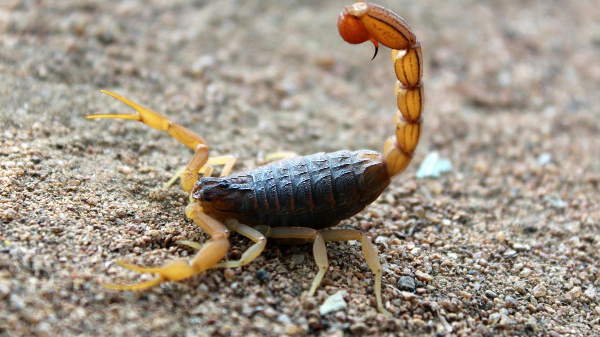 Conocé los métodos para alejar alacranes del hogar.