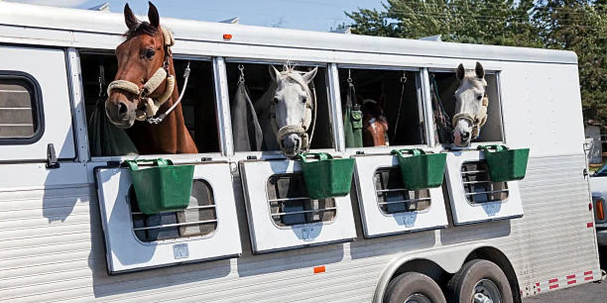 Profundizan acciones para proteger a los caballos de la encefalomielitis equina.
