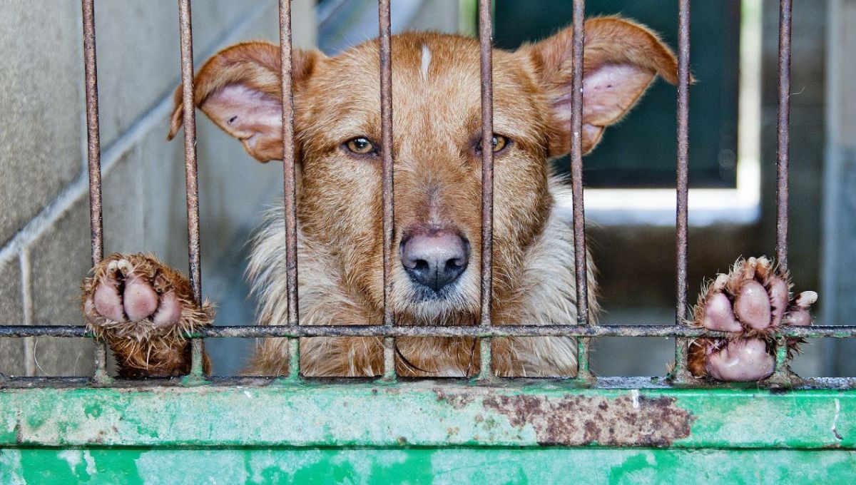 Los perros están siendo monitoreados pero deben volver con sus dueños.&nbsp;