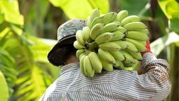 el pais de america latina conocido como la republica bananera, posee la fruta mas consumida del mundo el pais de america latina conocido como la republica bananera, posee la fruta mas consumida del mundo