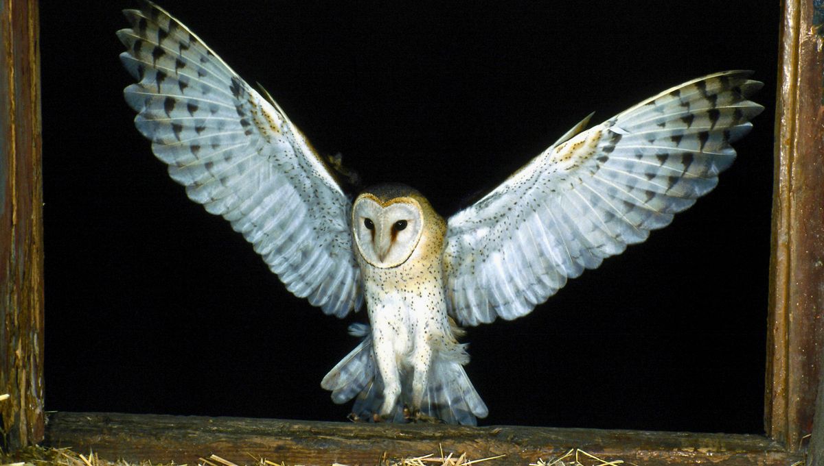 Son dos aves carnívoras, voladoras y nocturnas Son dos aves carnívoras, voladoras y nocturnas