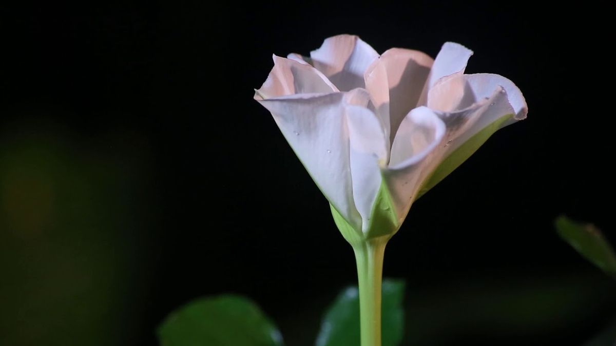 Esta planta abre sus flores cuando cae la noche hasta que aparece el día. Esta planta abre sus flores cuando cae la noche hasta que aparece el día.