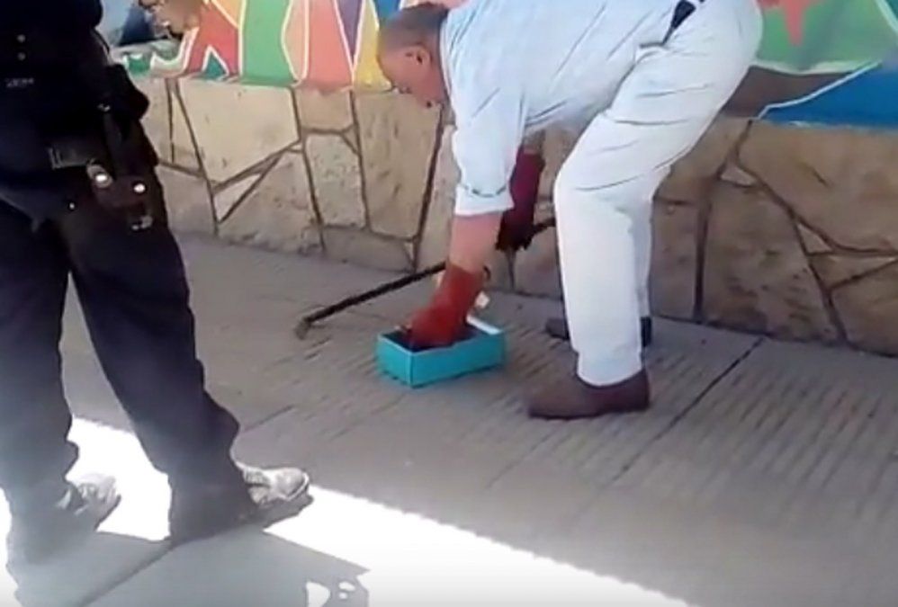Intendente al rescate: apareció una víbora en un colegio y el jefe comunal de Rivadavia se hizo cargo