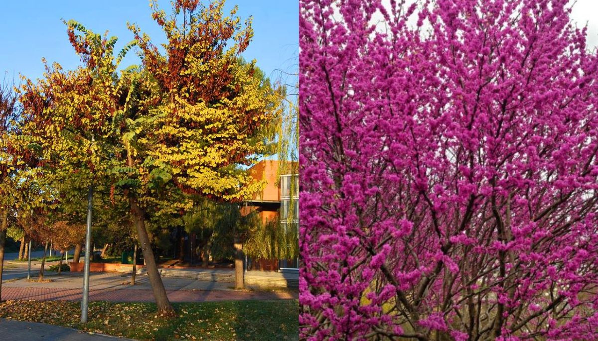 Árbol del amor es generalmente de bajo mantenimiento. Árbol del amor es generalmente de bajo mantenimiento.