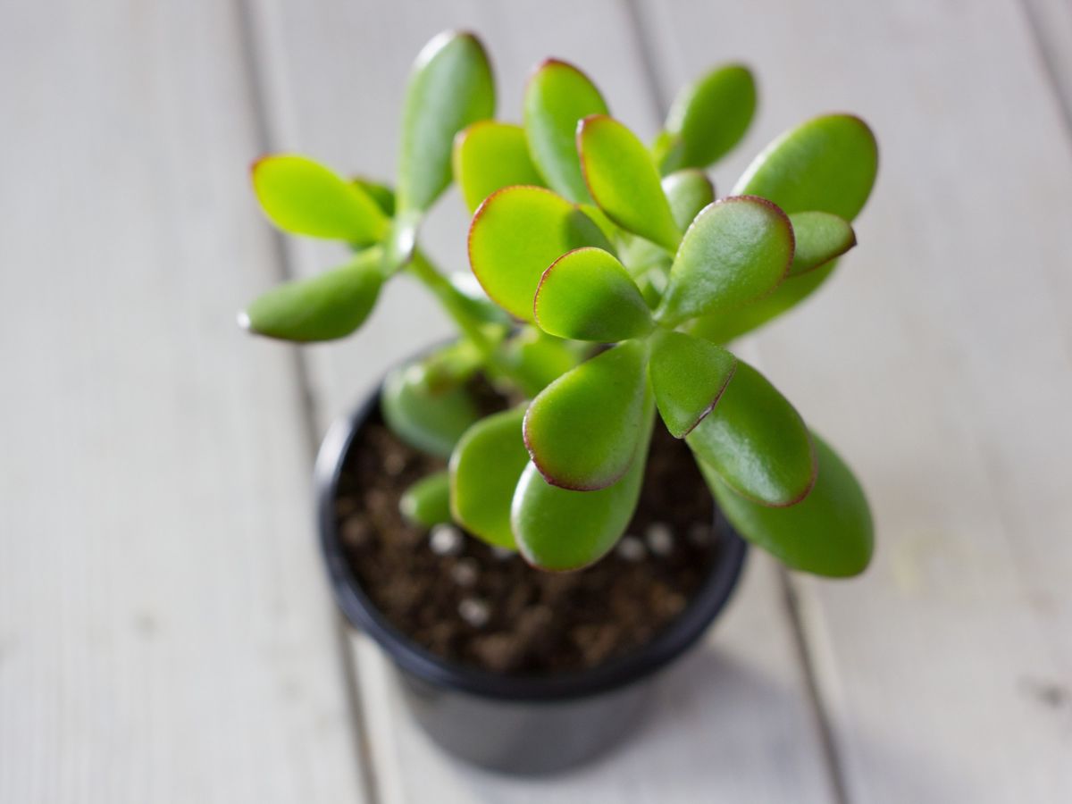  Por qué ponerle café al árbol de jade: beneficios para la planta