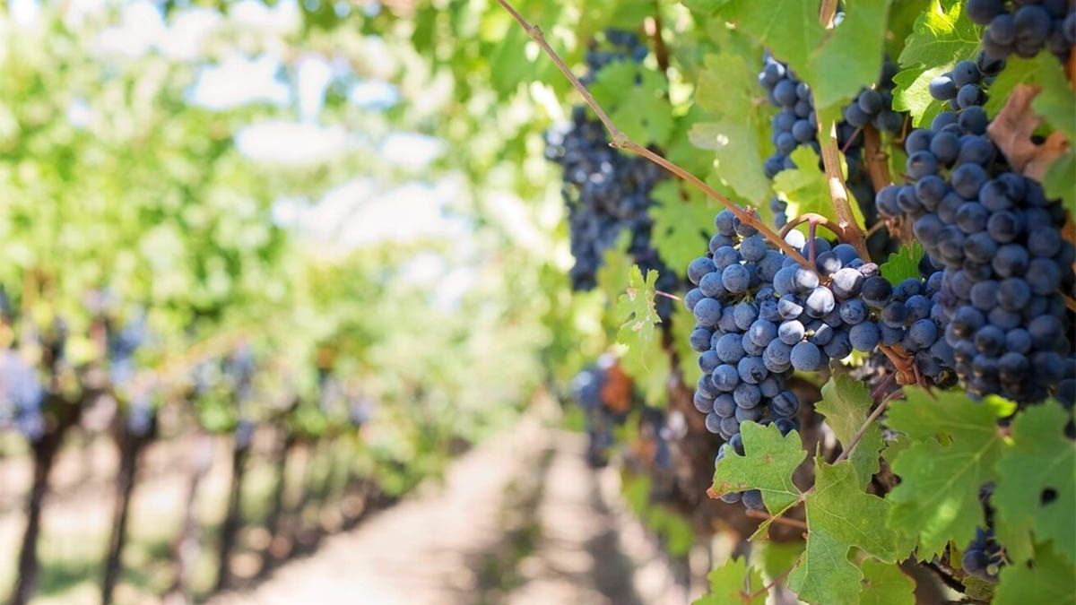 Microondas: una alternativa innovadora y ambiental para la producción de vinos