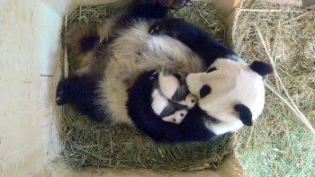 Los pandas nacidos en un zoo de Viena son hembra y macho