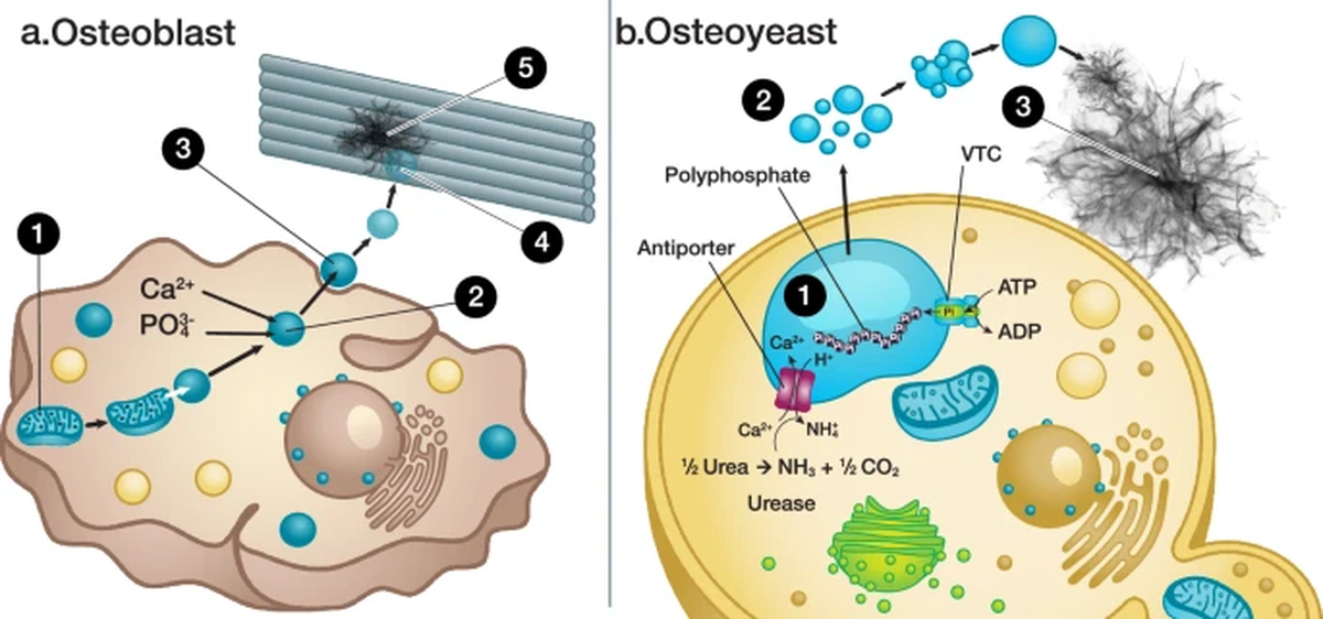 En el estudio, los científicos determinaron cómo se llevaría a cabo la transformación. En el estudio, los científicos determinaron cómo se llevaría a cabo la transformación.