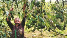 Una agricultora examina paltas colgadas de un árbol en una plantación en el condado de Menglian, provincia de Yunnan. LIANG ZHIQIANG / XINHUA