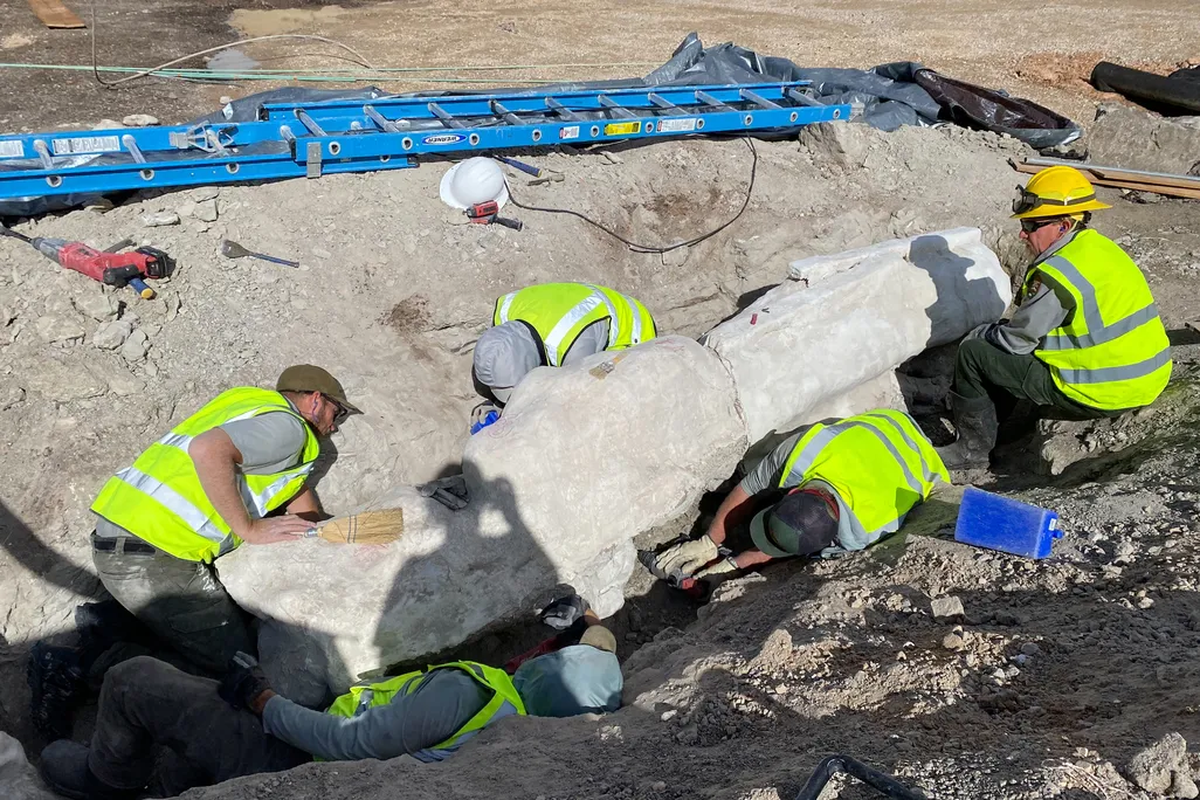 La excavación llevó,&nbsp; para sorpresa de nadie, al descubrimiento de fósiles de dinosaurios.