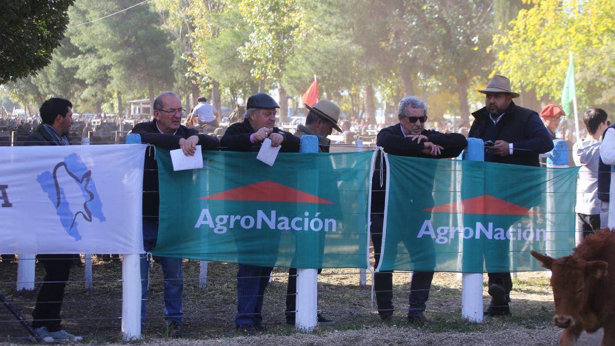 La muestra ganadera finalizó con el remate de hacienda típico de la tradicional fiesta del sector. La muestra ganadera finalizó con el remate de hacienda típico de la tradicional fiesta del sector.