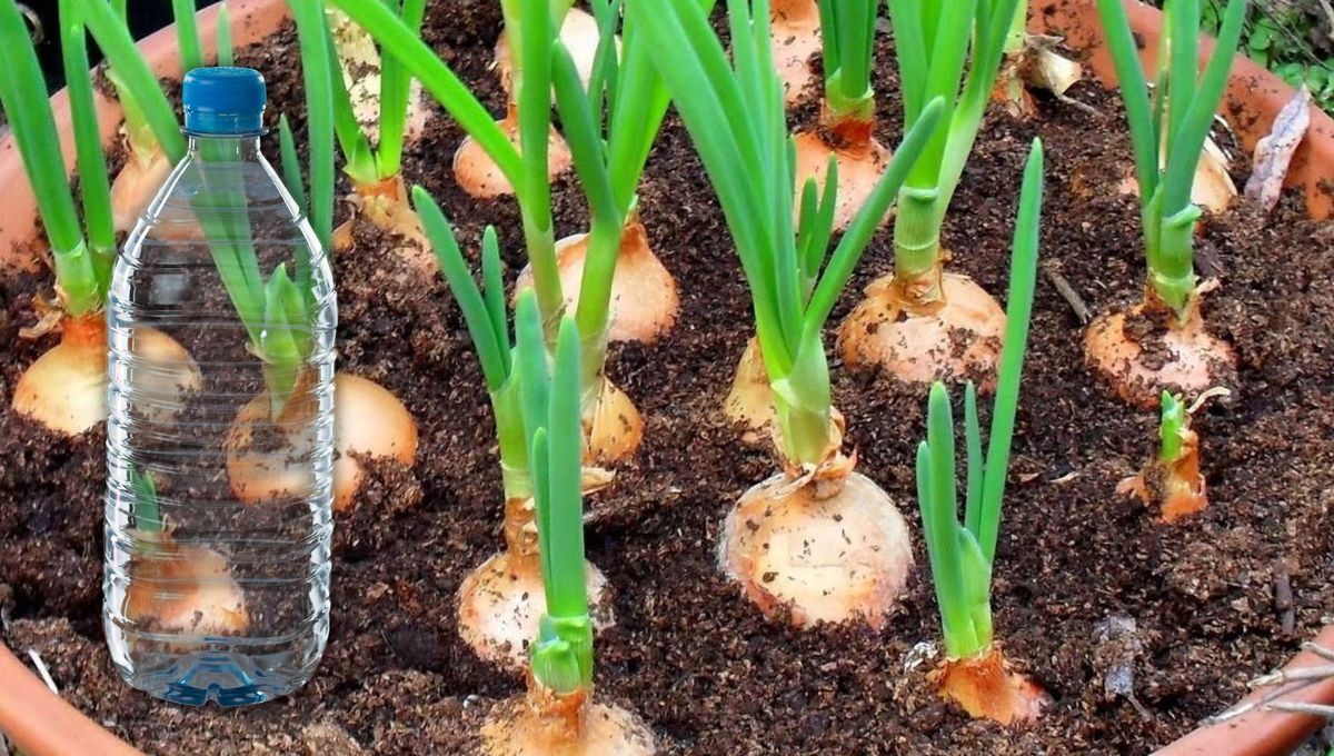 Truco casero: cómo obtener plantas de ajo nuevas usando una botella de plástico