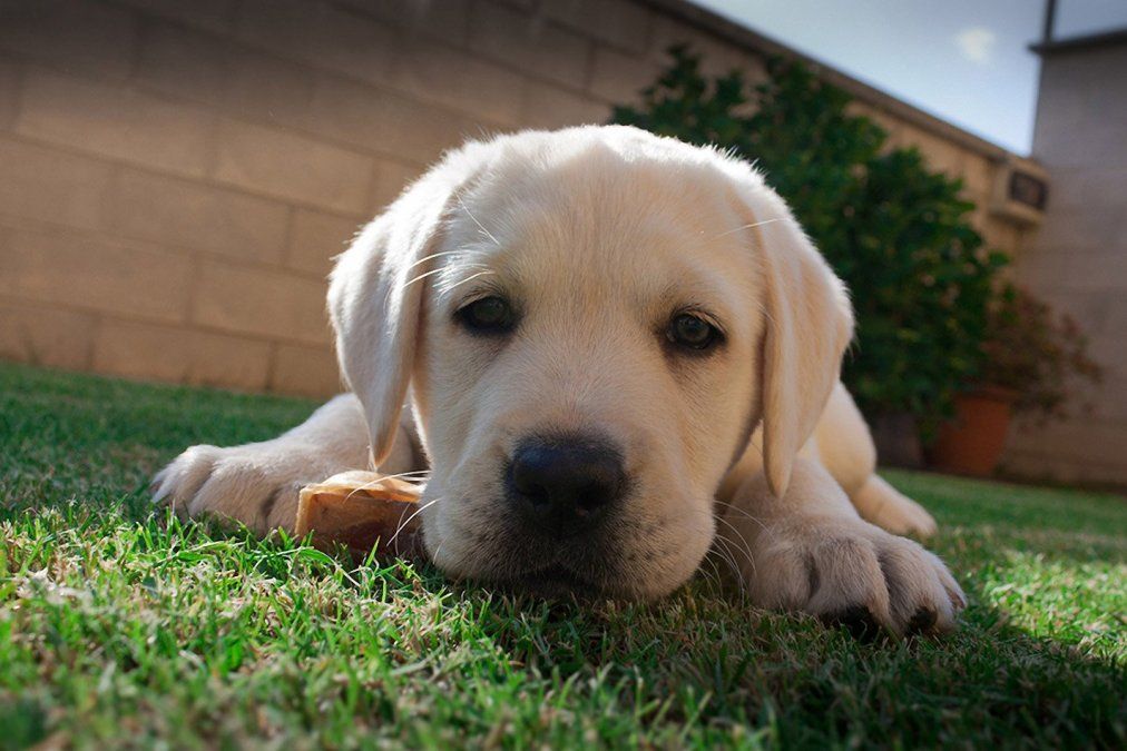 Conmovedor: un perro 