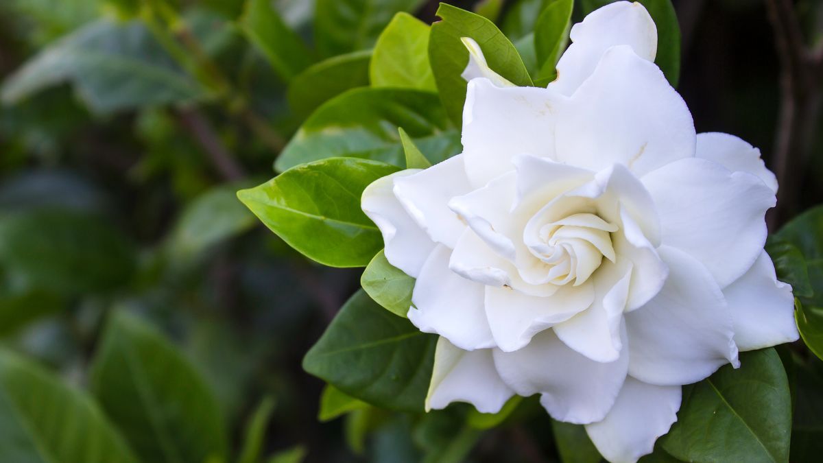 Te lo contamos todo sobre el jazmín para que puedas cuidarlo y mantenerlo en perfecto estado. Te lo contamos todo sobre el jazmín para que puedas cuidarlo y mantenerlo en perfecto estado.