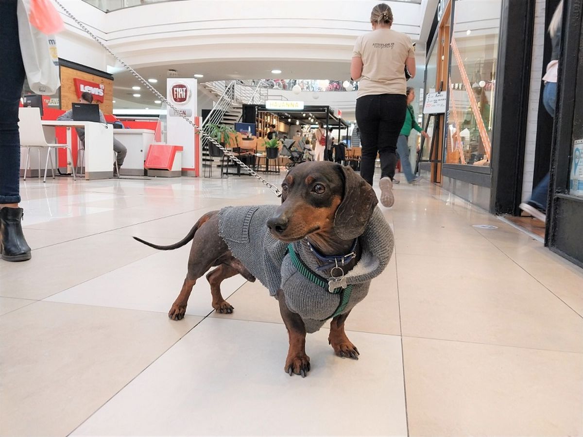 Petfriendly es una tendencia que crece a nivel mundial y que en nuestra provincia llegó para quedarse.