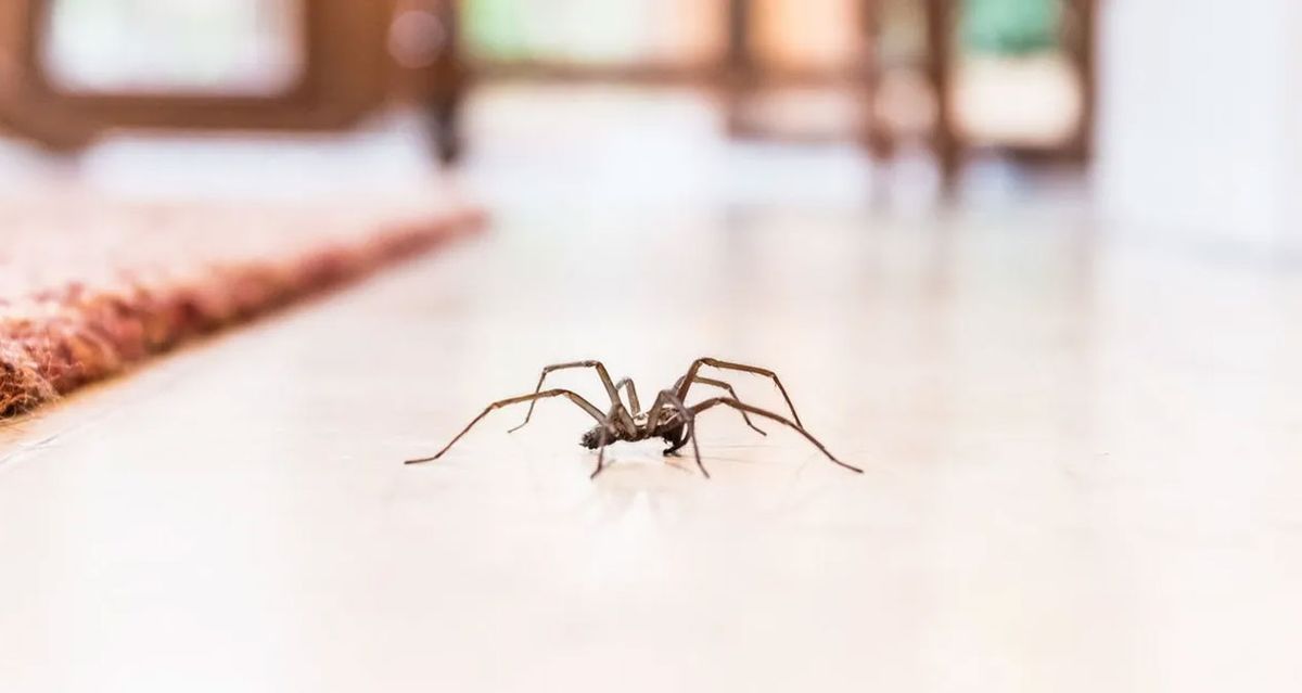 Aunque muchas son inofensivas, algunas arañas son venenosas y es mejor tenerlas bien lejos. Aunque muchas son inofensivas, algunas arañas son venenosas y es mejor tenerlas bien lejos.