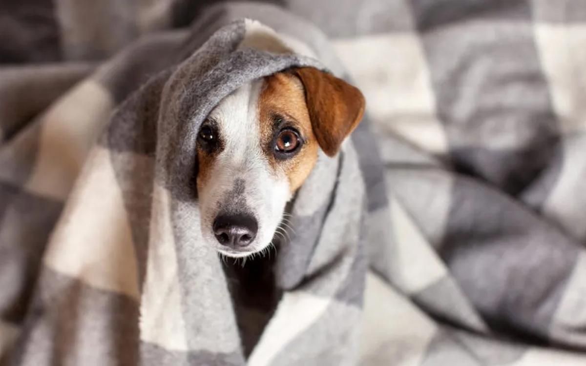 El pelaje poco importa: la raza de perro que todos tienen y necesita abrigo en invierno El pelaje poco importa: la raza de perro que todos tienen y necesita abrigo en invierno