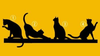 Cuál es tu propósito en la vida, según el gato que elijas