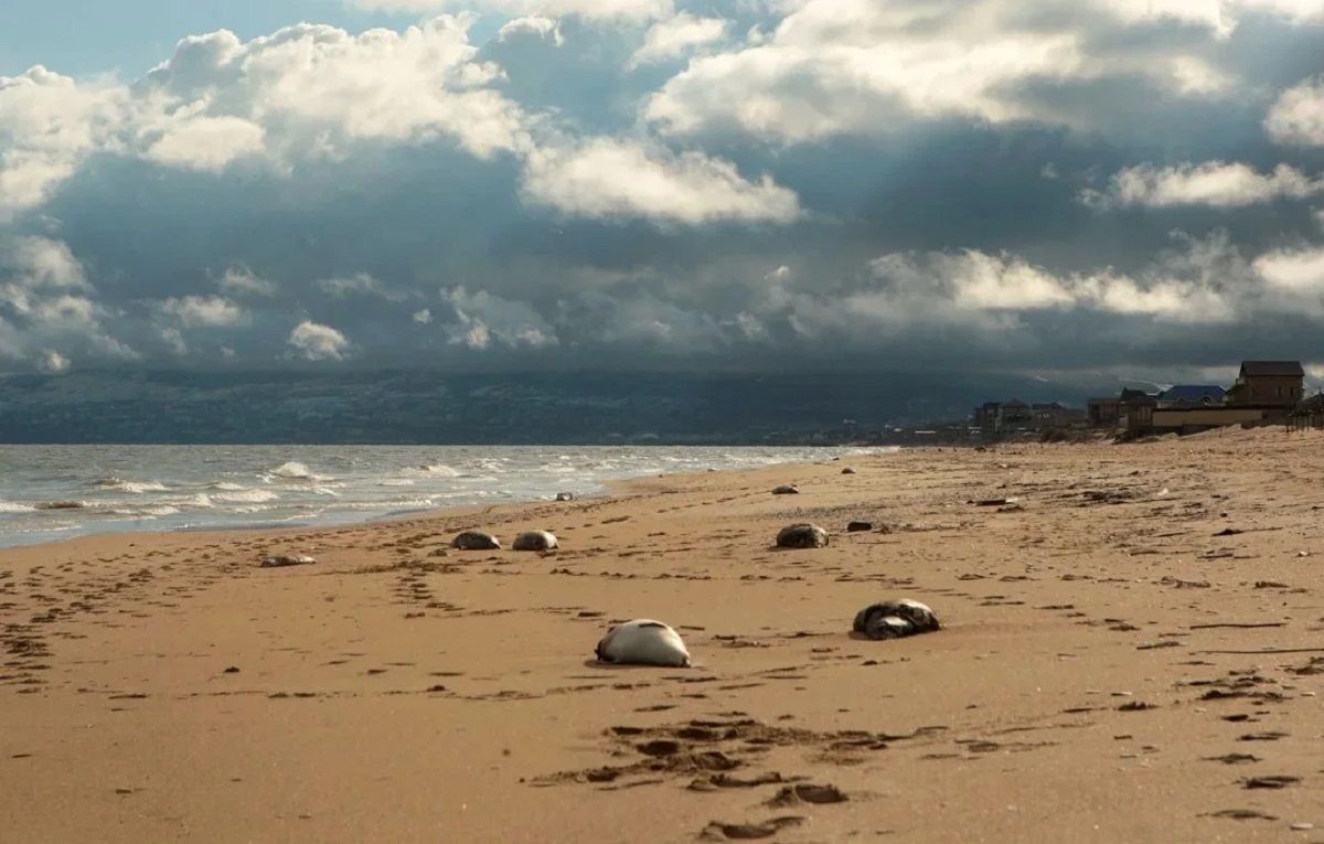 Focas del Caspio muertas arrastradas a la costa del mar en Makhachkala, Rusia. Focas del Caspio muertas arrastradas a la costa del mar en Makhachkala, Rusia.