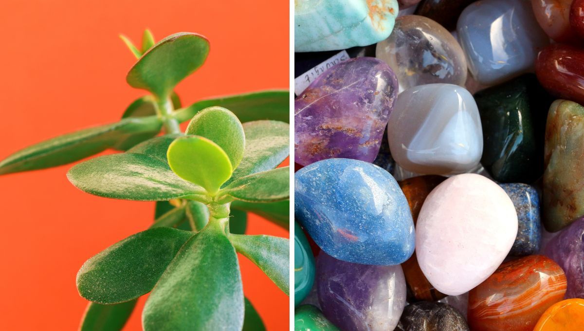 Decile adiós al árbol de Jade con esta piedra energética que atrae dinero y abundancia