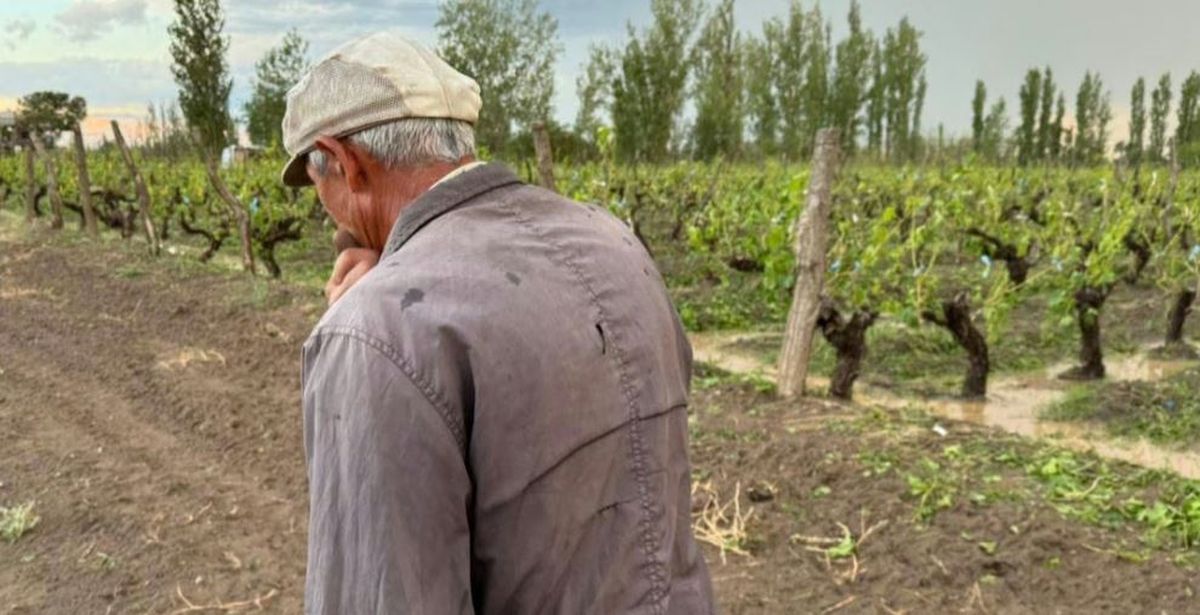 La viticultura está expuesta a las inclemencias del tiempo. La viticultura está expuesta a las inclemencias del tiempo.