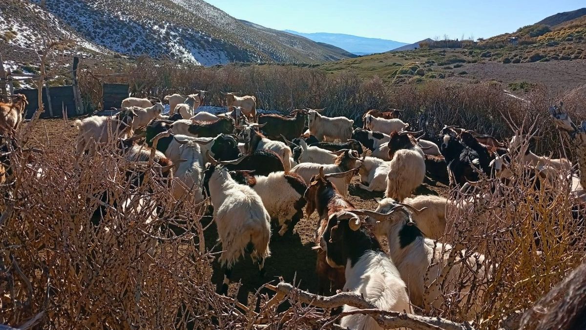 Los chivos comenzaron el viernes a regresar a sus puestos, donde se juntarán con las cabras para que éstas puedan partir en septiembre. Los chivos comenzaron el viernes a regresar a sus puestos, donde se juntarán con las cabras para que éstas puedan partir en septiembre.
