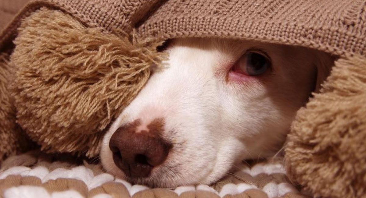 En invierno, las mascotas deben descansar en un lugar adecuado para proteger su salud: dónde deben dormir los perros los días de frío En invierno, las mascotas deben descansar en un lugar adecuado para proteger su salud: dónde deben dormir los perros los días de frío