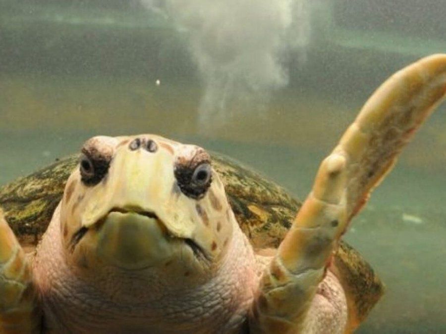 El tortugo Jorge vivió 38 años en el Acuario Municipal de la Ciudad de Mendoza hasta que fue enviado a Mar del Plata para su rehabilitación. El tortugo Jorge vivió 38 años en el Acuario Municipal de la Ciudad de Mendoza hasta que fue enviado a Mar del Plata para su rehabilitación.