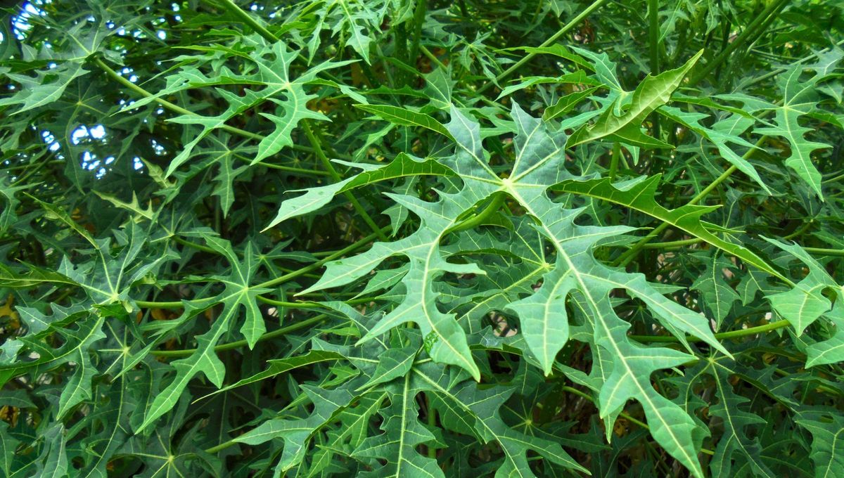 La chaya es un arbusto perenne de hoja verde originario de la Península de Yucatán en México. La chaya es un arbusto perenne de hoja verde originario de la Península de Yucatán en México.