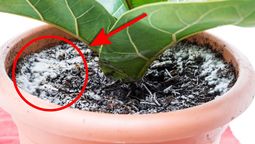 Cómo evitar el moho blanco en las plantas