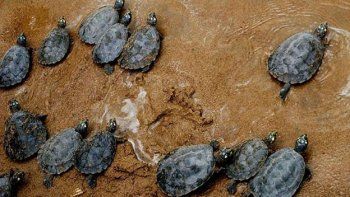 Liberaron 3.000 tortugas en Ecuador
