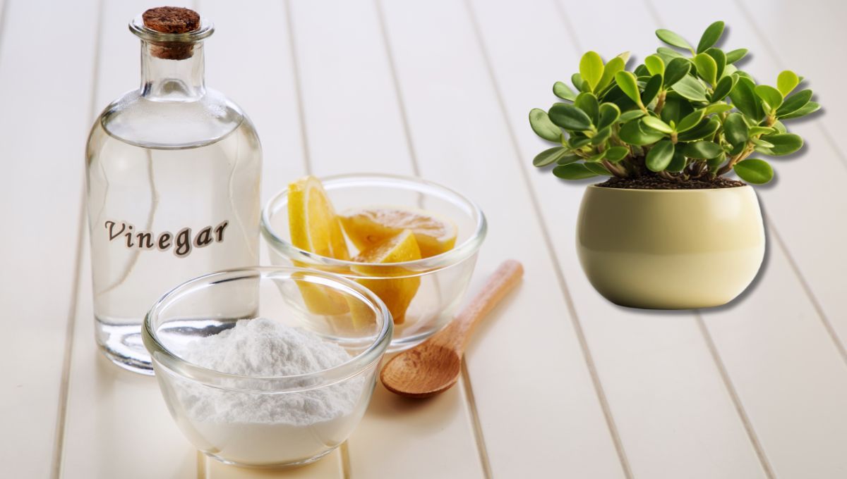 Vinagre en las plantas. Vinagre en las plantas.