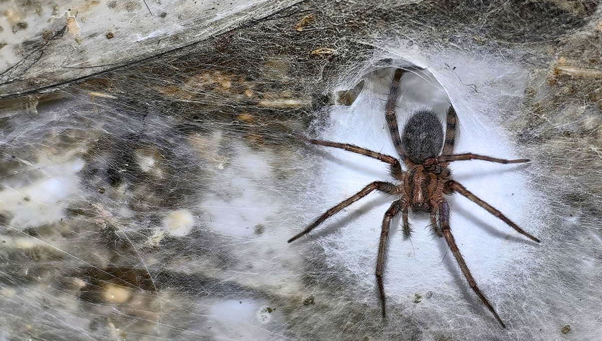 Científicos descubren una telaraña de 106 metros cuadrados habitada por 110.000 arañas cooperativas. Científicos descubren una telaraña de 106 metros cuadrados habitada por 110.000 arañas cooperativas.