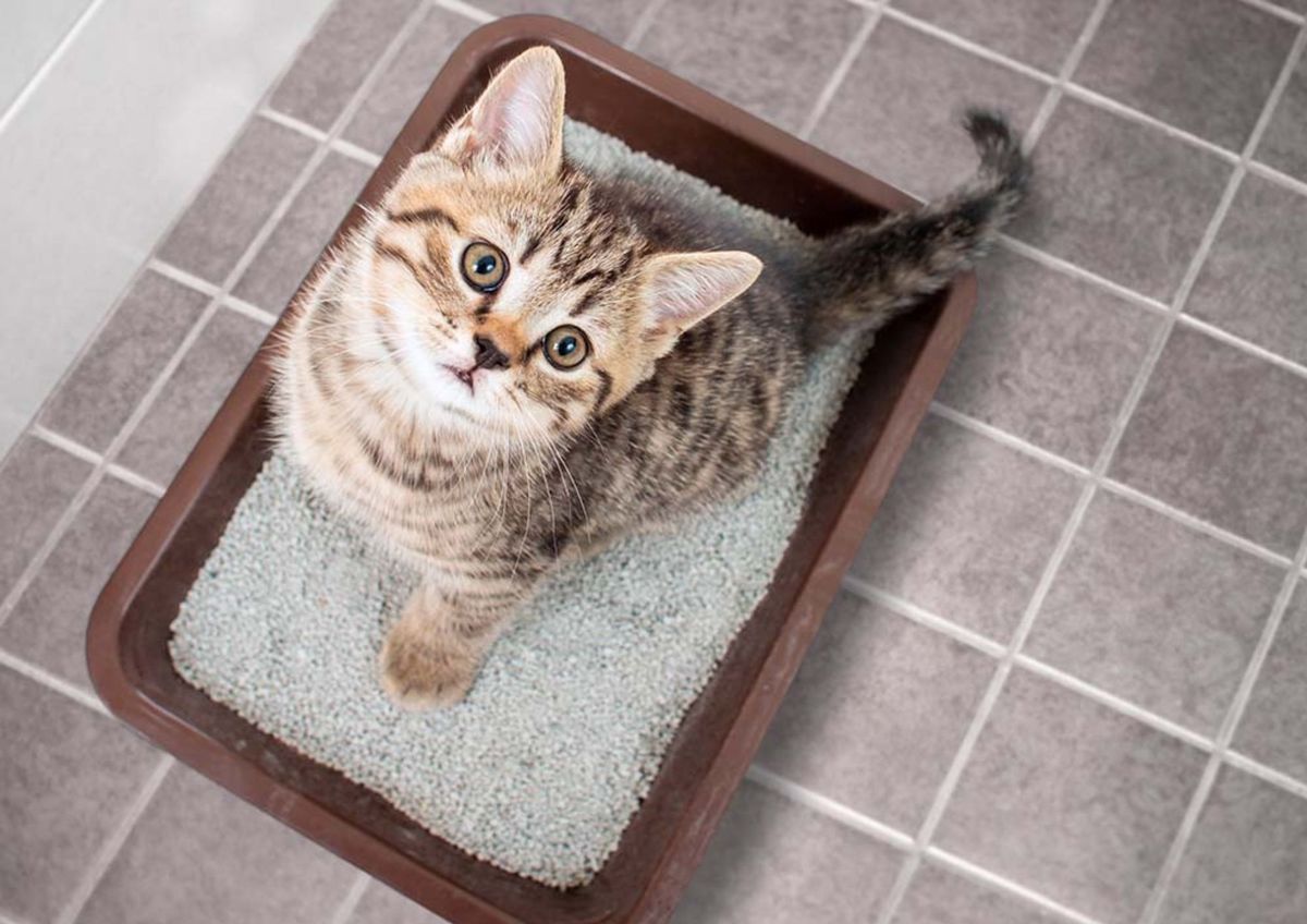 Gatos más sanos y felices 